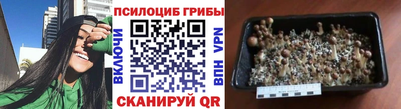 Псилоцибиновые грибы мицелий Бакал